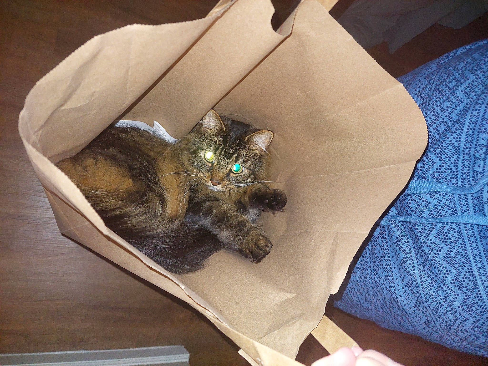 Francis is registered to the contest to win money with this photo: bag, box, cardboard, carnivore, cat, comfort, domestic_short_haired_cat, fashion_accessory, fawn, felidae, fur, linens, luggage_and_bags, paper, paper_bag, paper_product, small_to_medium_sized_cats, tail, whiskers, wood