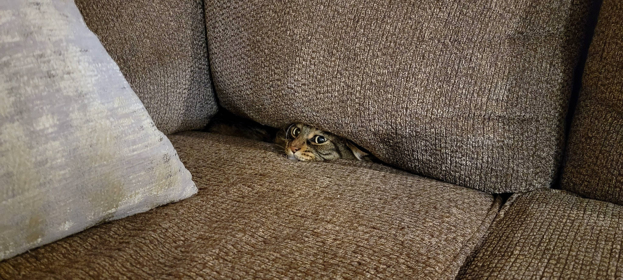 Francis is registered to the contest to win money with this photo: asphalt, beige, comfort, fawn, felidae, flooring, fur, grey, linens, pattern, road_surface, small_to_medium_sized_cats, snout, tail, terrestrial_animal, textile, whiskers, wildlife, window, wood