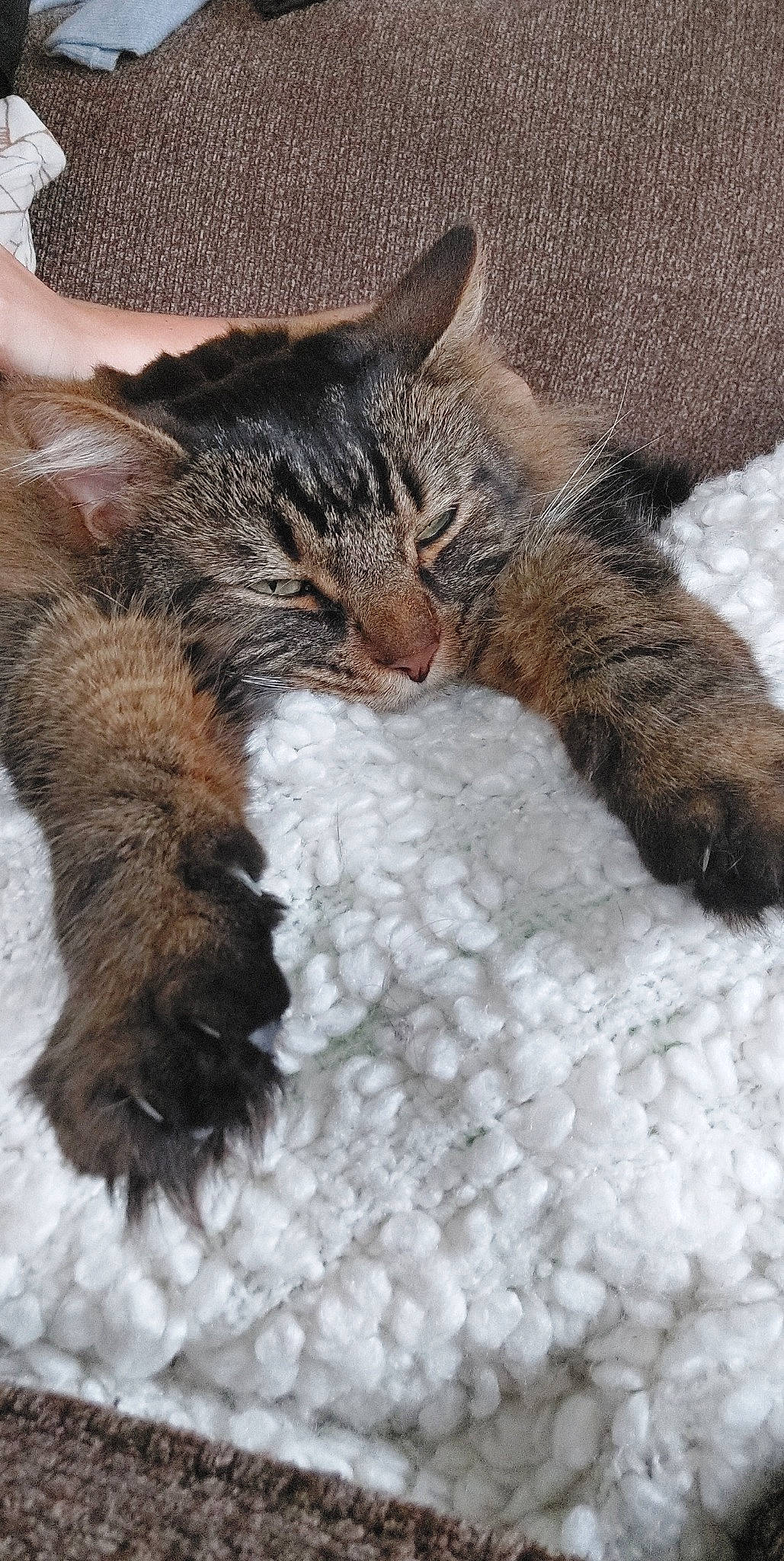 Francis is registered to the contest to win money with this photo: bed, canidae, carnivore, cat, cat_bed, claw, comfort, domestic_short_haired_cat, felidae, fur, nap, paw, sleep, small_to_medium_sized_cats, snout, snow, tail, terrestrial_animal, whiskers, winter