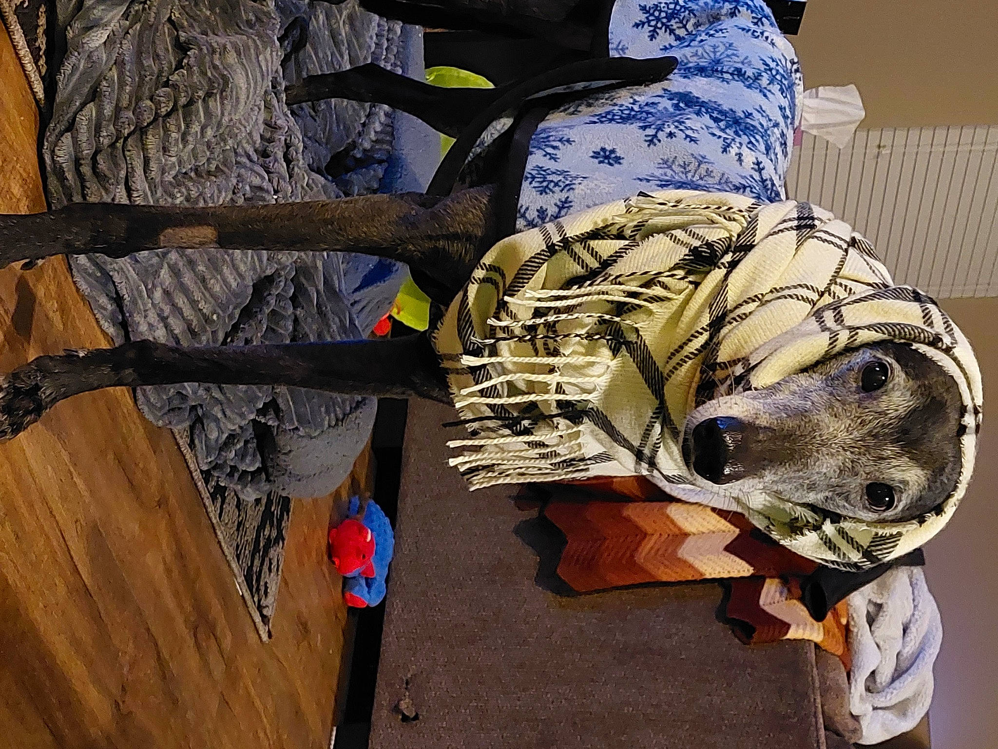 Jackie is registered to the contest to win money with this photo: art, bag, carnivore, companion_dog, dog, dog_breed, fashion_accessory, fur, hardwood, helmet, military_camouflage, personal_protective_equipment, plant, sleeve, sports_gear, tree, visual_arts, wood, wood_stain, working_animal