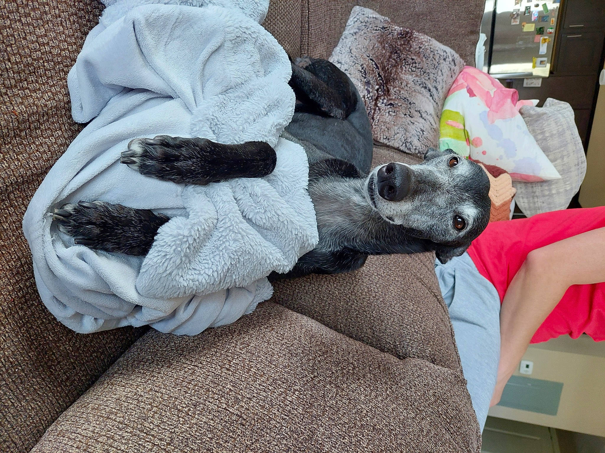 Jackie is registered to the contest to win money with this photo: art, carmine, carnivore, comfort, companion_dog, couch, dog, dog_breed, fawn, flooring, fur, grey, linens, pattern, plush, room, sporting_group, stuffed_toy, textile, wool