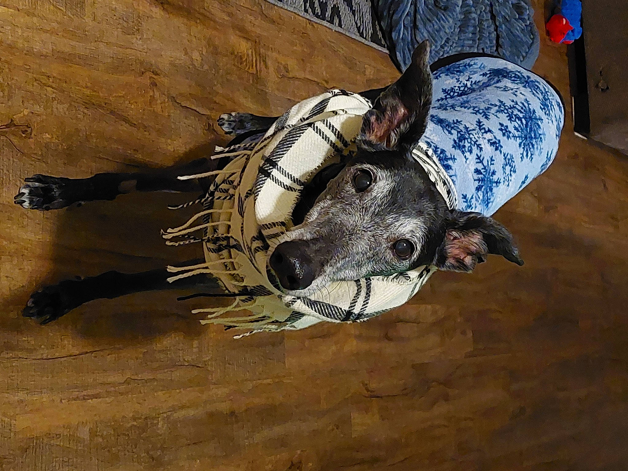 Jackie is registered to the contest to win money with this photo: adventure, art, astronaut, drawing, drum, extreme_sport, fictional_character, fun, hat, landscape, painting, personal_protective_equipment, shadow, snout, soil, sports_gear, visual_arts, wood, working_animal