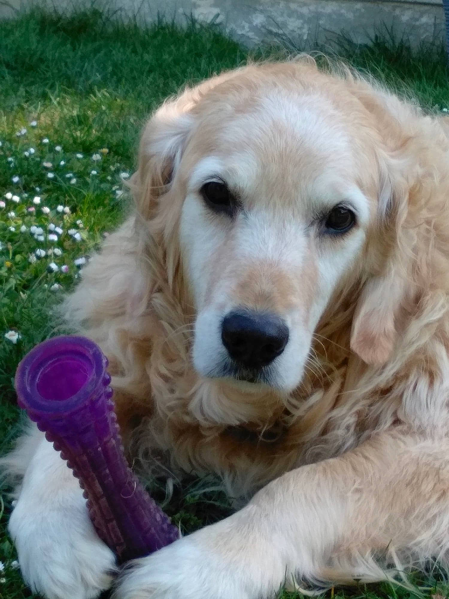 Heelou participe au concours pour gagner de l'argent avec cette photo : canidae, carnivore, companion_dog, dog, dog_breed, fawn, fur, grass, gun_dog, plant, snout, sporting_group, whiskers