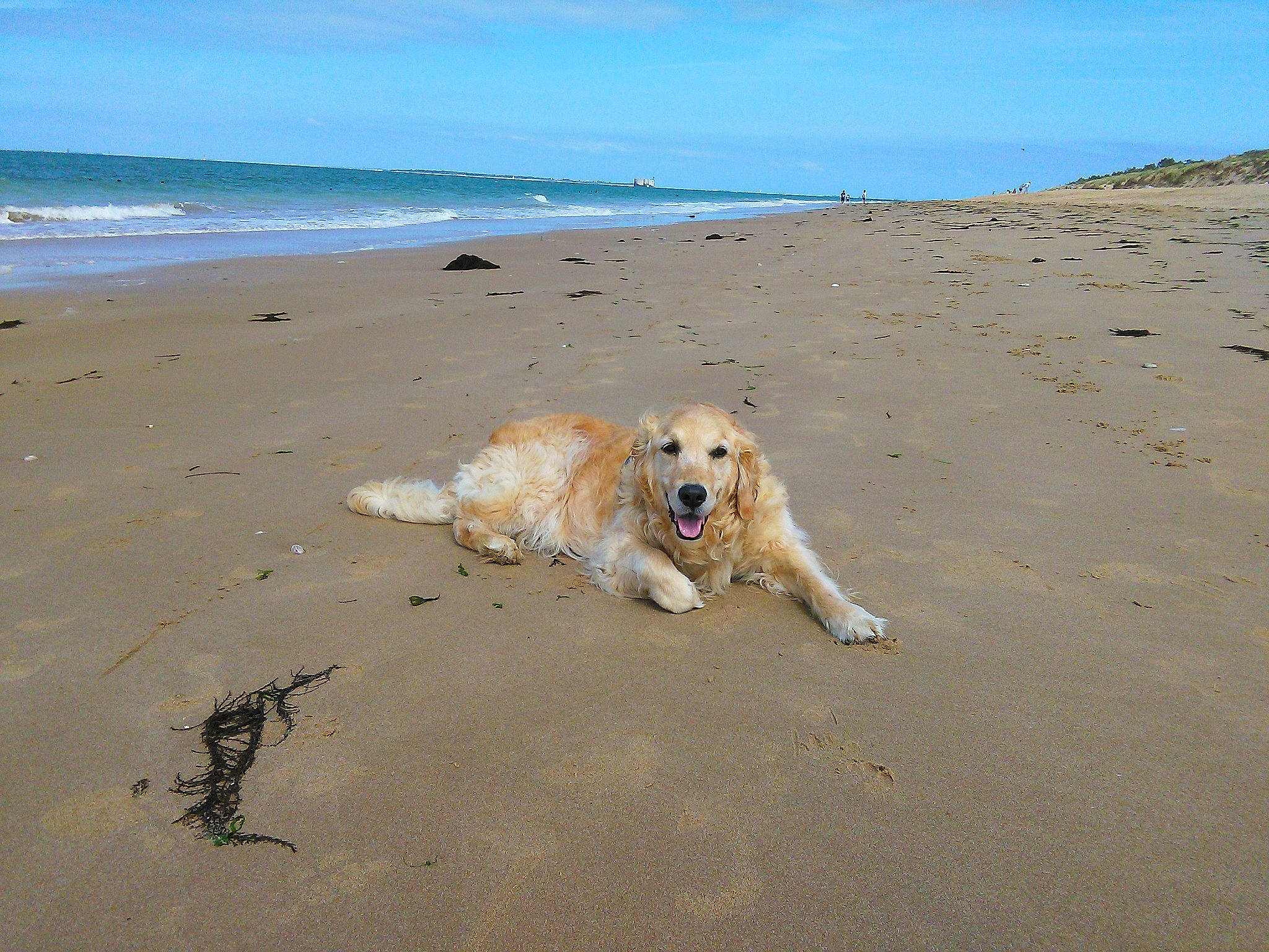 Heelou a rejoint le concours — aidez-le/la à gagner de superbes lots ! beach, carnivore, coast, coastal_and_oceanic_landforms, collar, companion_dog, dog, dog_breed, fawn, horizon, landscape, ocean, retriever, sand, sky, sporting_group, tail, water, wave, wind_wave