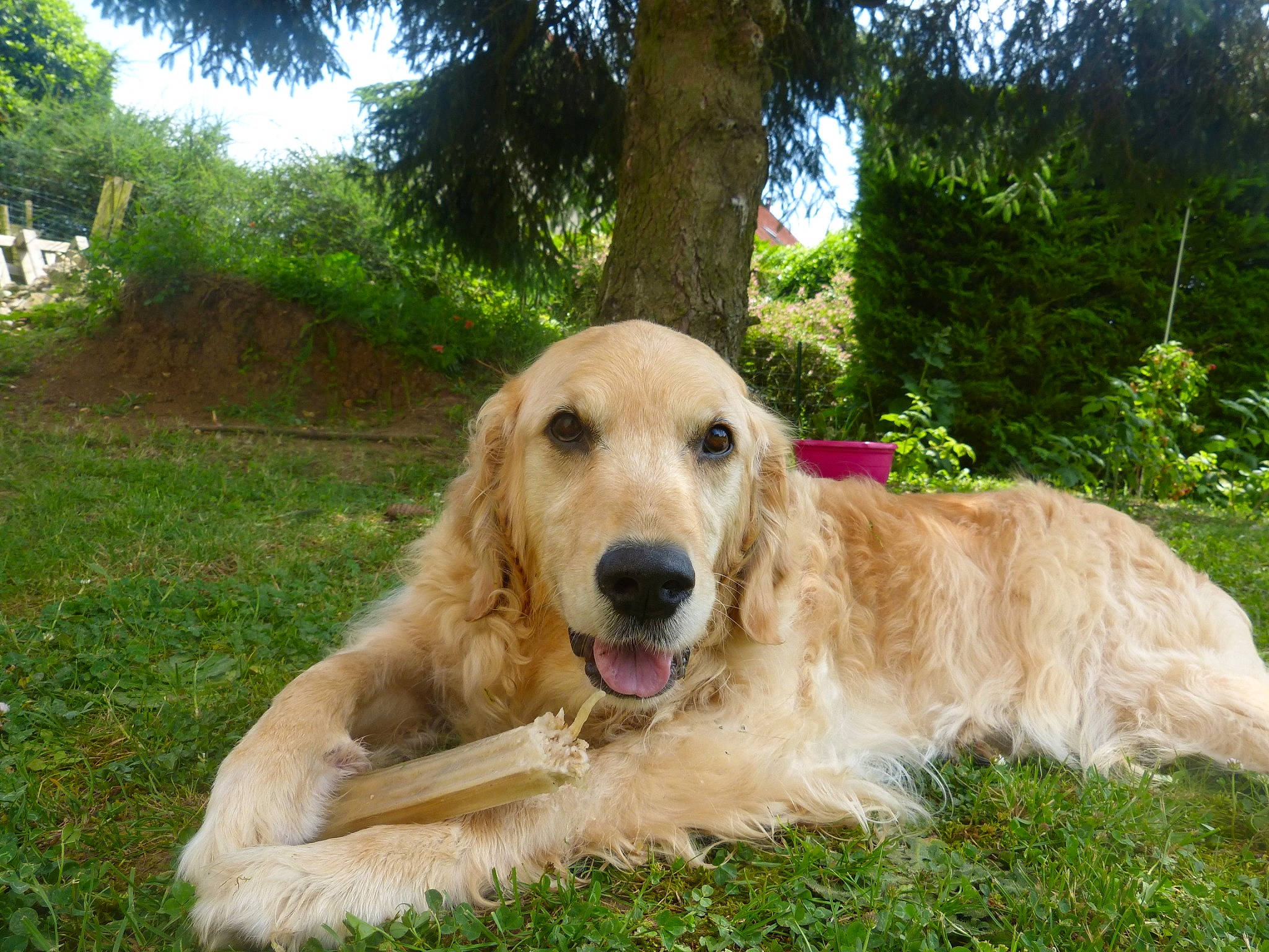 Heelou participe au concours pour gagner de l'argent avec cette photo : canidae, carnivore, companion_dog, dog, dog_breed, fawn, golden_retriever, grass, gun_dog, plant, retriever, sky, snout, sporting_group, terrestrial_animal, tree, working_animal, working_dog