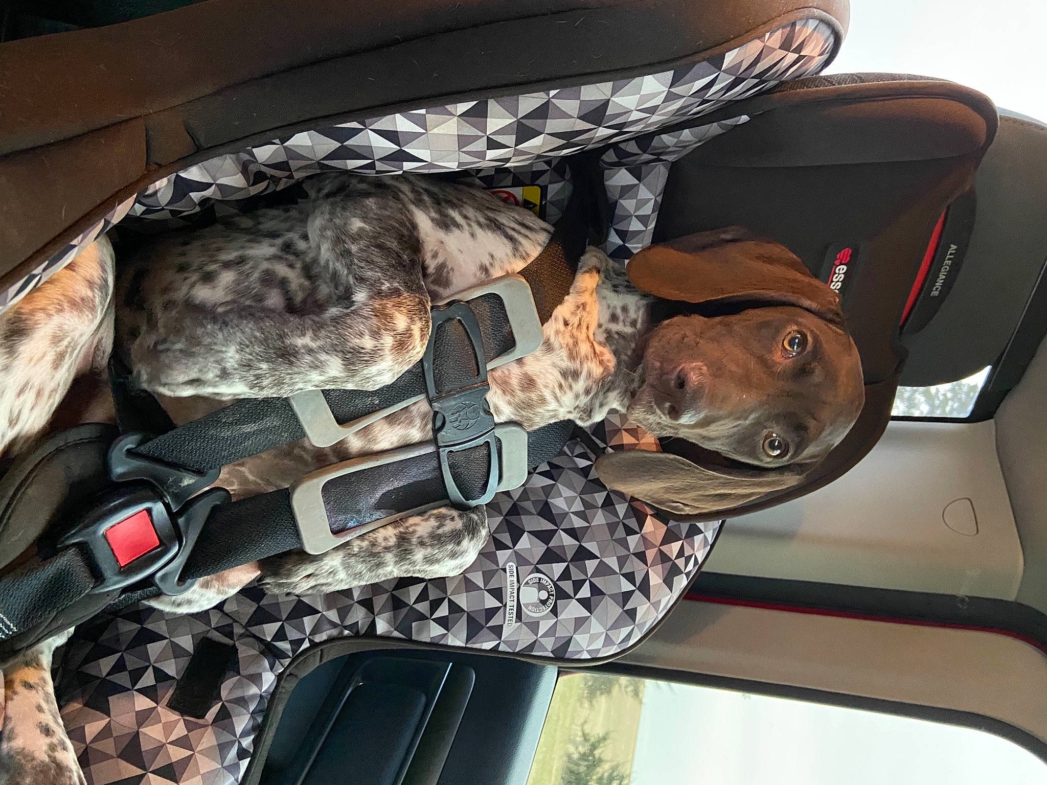 Piper is registered to the contest to win money with this photo: auto_part, automotive_design, automotive_exterior, automotive_tire, automotive_wheel_system, automotive_window_part, bumper, camouflage, car, hat, hood, military_camouflage, military_person, motor_vehicle, personal_protective_equipment, sleeve, trunk, vehicle, vehicle_door, windshield