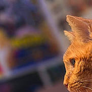 Zoey is registered to the contest to win money with this photo: abyssinian, angora, animal, art, blackcat, cartoon, cat, egyptiancat, face, figurine, head, kitten, lion, manx, painting, person, pet, siamese, sleeping, snout