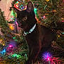 black_cat, kitten, cat, christmas_tree, christmas_lights, holiday, festive, decorations, greenery, indoor, pet, collar, curious, animal, feline, colorful_lights, close_up, night, soft_lighting, nature