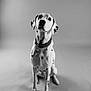 Thaï a rejoint le concours — aidez-le/la à gagner de superbes lots ! dalmatian, dog, pet, animal, sitting, studio, black_and_white, portrait, spots, collar, cute, attentive, floor, canine, isolated, indoor, looking_up, mammal, domestic_animal, fur