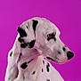 Thaï participe au concours pour gagner de l'argent avec cette photo : dalmatian, dog, portrait, side_view, white_coat, black_spots, pet, animal, studio_shot, purple_background, canine, fur, ears, muzzle, looking_away, isolated, domestic_animal, snout, alert, closeup