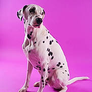Thaï participe au concours pour gagner de l'argent avec cette photo : dalmatian, dog, pet, canine, sitting, black_spots, white_fur, studio, purple_background, portrait, animal, domestic_animal, mammal, paw, tail, ears, snout, alert, indoor, photography