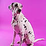 dalmatian, dog, pet, canine, sitting, black_spots, white_fur, studio, purple_background, portrait, animal, domestic_animal, mammal, paw, tail, ears, snout, alert, indoor, photography