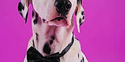 Thaï participe au concours pour gagner de l'argent avec cette photo : dalmatian, dog, black_bow_tie, purple_background, pet, animal, portrait, cute, spotted, sitting, studio, fashion, elegant, domestic_animal, mammal, whiskers, ears, fur, black_and_white, canine