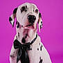 dalmatian, dog, black_bow_tie, purple_background, pet, animal, portrait, cute, spotted, sitting, studio, fashion, elegant, domestic_animal, mammal, whiskers, ears, fur, black_and_white, canine