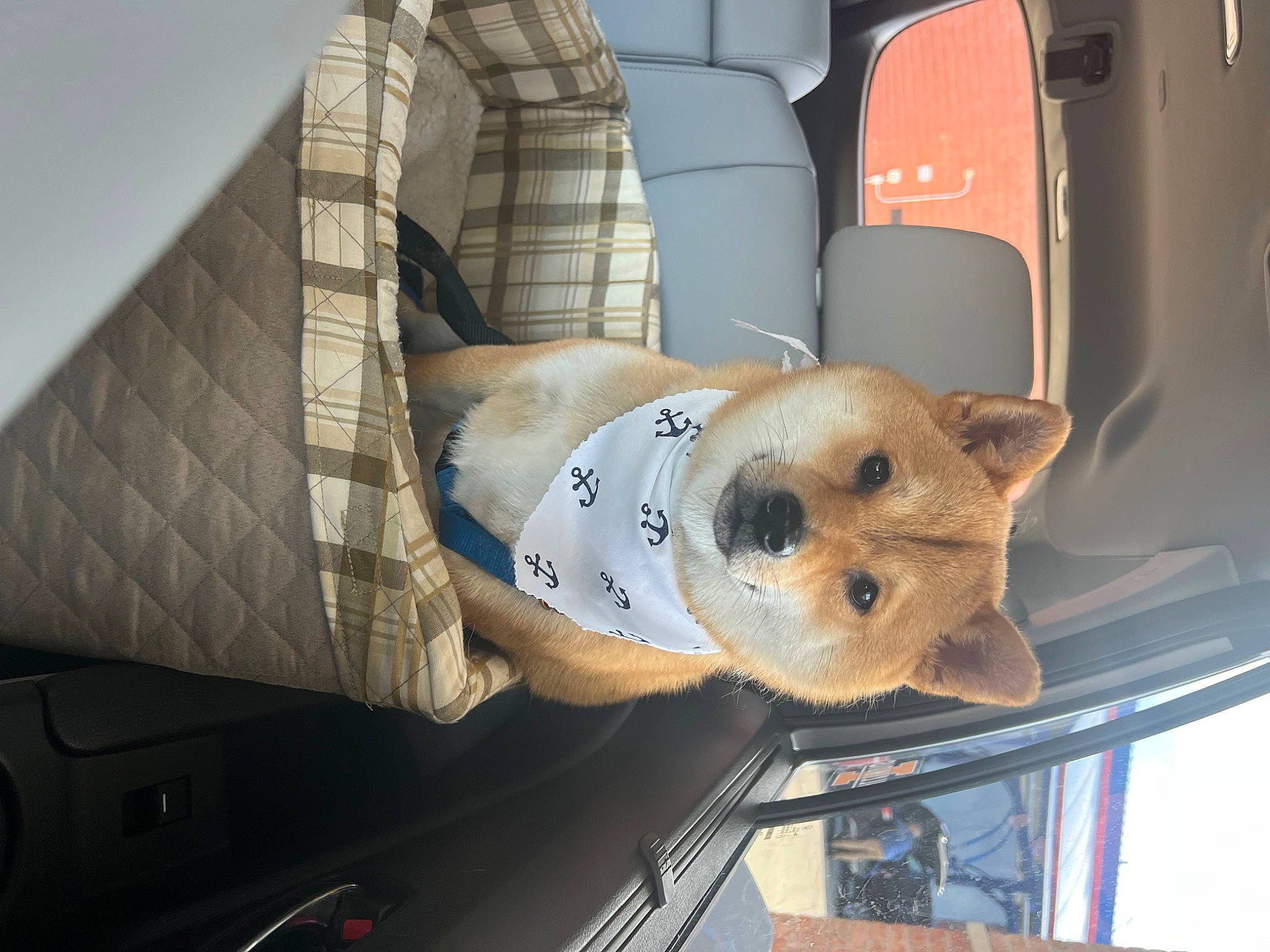 Mashu joined the competition — help win amazing prizes! auto_part, bag, canidae, car_seat, carnivore, chair, comfort, companion_dog, couch, felidae, fur, motor_vehicle, pillow, room, snout, sporting_group, stuffed_toy, vehicle, window, wood