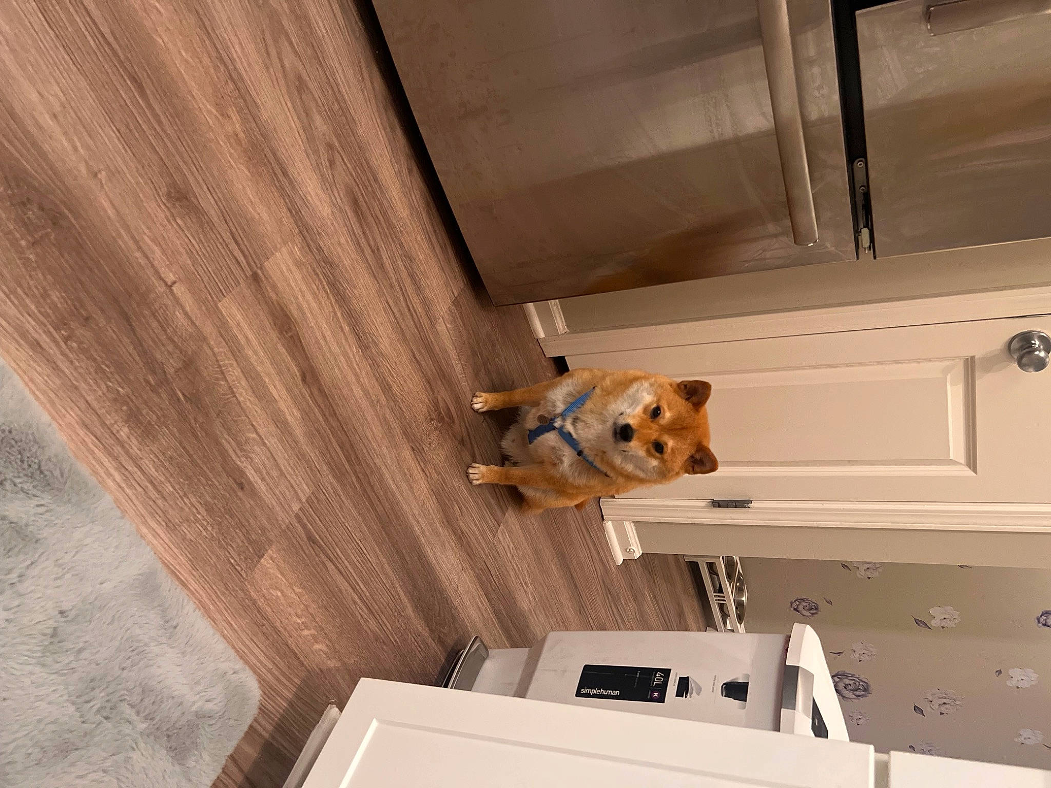 Mashu joined the competition — help win amazing prizes! beam, beige, brown, building, carnivore, ceiling, daylighting, dog, fawn, flooring, hardwood, house, metal, molding, plywood, room, stairs, window, wood, wood_stain