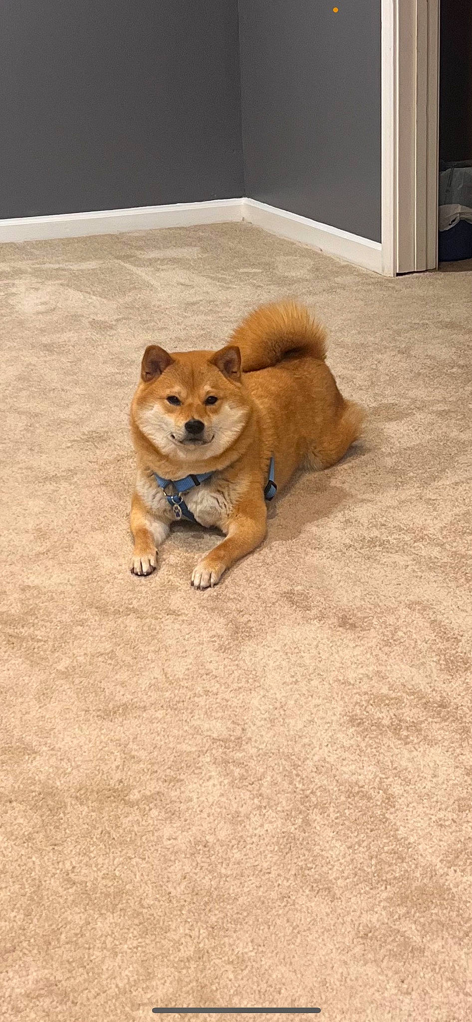 Mashu is registered to the contest to win money with this photo: canidae, carnivore, companion_dog, dog, dog_breed, dog_supply, door, fawn, flooring, fur, hardwood, paw, snout, spitz, sporting_group, tail, terrestrial_animal, toy_dog, wood, working_animal