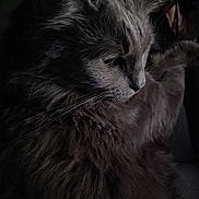 Blue is registered to the contest to win money with this photo: cat, gray_cat, long_haired, close_up, portrait, fur, whiskers, profile, pet, domestic_cat, feline, moody_lighting, soft_light, indoor, sleepy, ear, nose, eye, texture, fluffy
