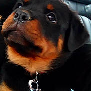 Oxygène participe au concours pour gagner de l'argent avec cette photo : carnivoran, dog, dog_breed, dog_breed_group, dog_like_mammal, huntaway, puppy, rottweiler, snout