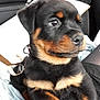 Oxygène participe au concours pour gagner de l'argent avec cette photo : carnivoran, dog, dog_breed, dog_breed_group, dog_like_mammal, huntaway, mammal, puppy, rottweiler, snout