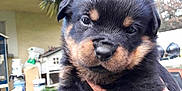 Oxygène participe au concours pour gagner de l'argent avec cette photo : carnivoran, dog, dog_breed, dog_breed_group, dog_like_mammal, mammal, puppy, rottweiler, snout, vertebrate, vulnerable_native_breeds