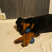 Oxygène participe au concours pour gagner de l'argent avec cette photo : carnivoran, dog, dog_breed, dog_breed_group, dog_like_mammal, german_shepherd_dog, huntaway, puppy, rottweiler, snout, vulnerable_native_breeds