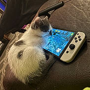 Link is registered to the contest to win money with this photo: kitten, cat, gaming_console, handheld_device, couch, leather, indoor, pet, young_cat, curious, white, gray, fur, animal, cozy, technology, screen, sitting, closeup, relaxation