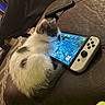 kitten, cat, gaming_console, handheld_device, couch, leather, indoor, pet, young_cat, curious, white, gray, fur, animal, cozy, technology, screen, sitting, closeup, relaxation