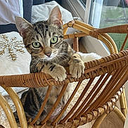 Mishka participe au concours pour gagner de l'argent avec cette photo : cat, kitten, tabby, rattan_chair, indoor, curious, green_eyes, furniture, cushion, window, wooden_floor, cozy, pet, animal, whiskers, claws, playful, young, domestic_cat, closeup