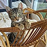 cat, kitten, tabby, rattan_chair, indoor, curious, green_eyes, furniture, cushion, window, wooden_floor, cozy, pet, animal, whiskers, claws, playful, young, domestic_cat, closeup