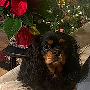 Revel joined the competition — help win amazing prizes! dog, cavalier_spaniel, pet, portrait, closeup, black_and_tan, long_hair, fur, eyes, nose, poinsettia, plant, christmas_tree, ornaments, holiday_lights, couch, cushion, table, living_room, cozy