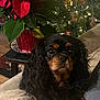 dog, cavalier_spaniel, pet, portrait, closeup, black_and_tan, long_hair, fur, eyes, nose, poinsettia, plant, christmas_tree, ornaments, holiday_lights, couch, cushion, table, living_room, cozy