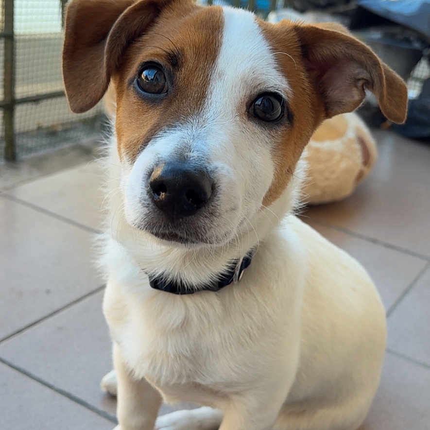 Vénom a rejoint le concours — aidez-le/la à gagner de superbes lots ! animal, background, balcony, brown, collar, cute, dog, ears, eyes, face, floor, fur, indoor, nose, pet, puppy, sitting, tile, white, young
