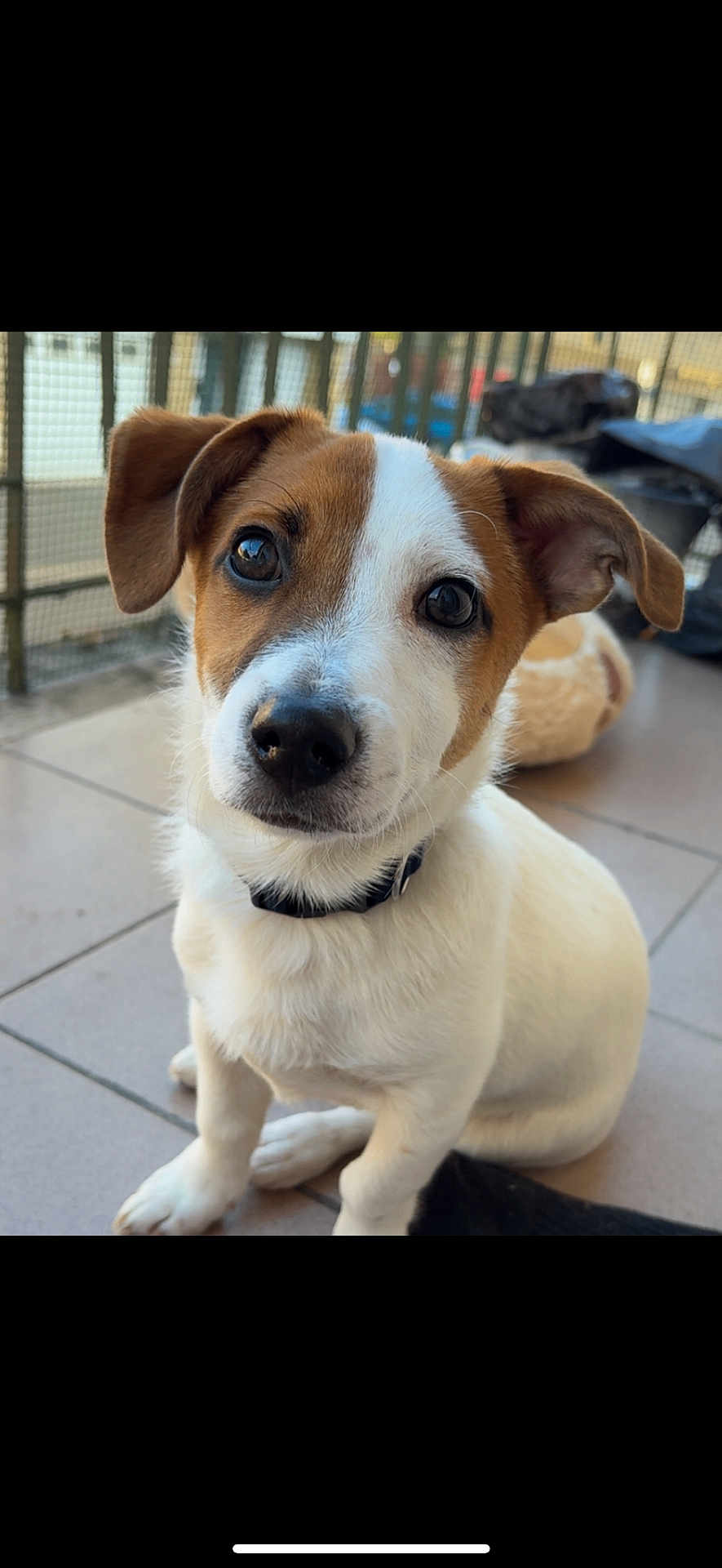 Vénom a rejoint le concours — aidez-le/la à gagner de superbes lots ! puppy, dog, pet, animal, cute, ears, collar, floor, tile, indoor, young, brown, white, sitting, face, nose, eyes, fur, background, balcony
