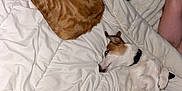 Vénom participe au concours pour gagner de l'argent avec cette photo : cat, dog, bed, blanket, pillow, orange_tabby, small_dog, pet, relaxing, sleeping, indoor, cozy, fur, white_blanket, green_pillow, resting, companion, cute, animal, domestic