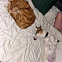 cat, dog, bed, blanket, pillow, orange_tabby, small_dog, pet, relaxing, sleeping, indoor, cozy, fur, white_blanket, green_pillow, resting, companion, cute, animal, domestic