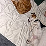 cat, dog, sleeping, blanket, bed, cozy, pet, fur, curled_up, white, brown, ginger, small_dog, resting, indoor, domestic_animal, cute, relaxed, companion, soft
