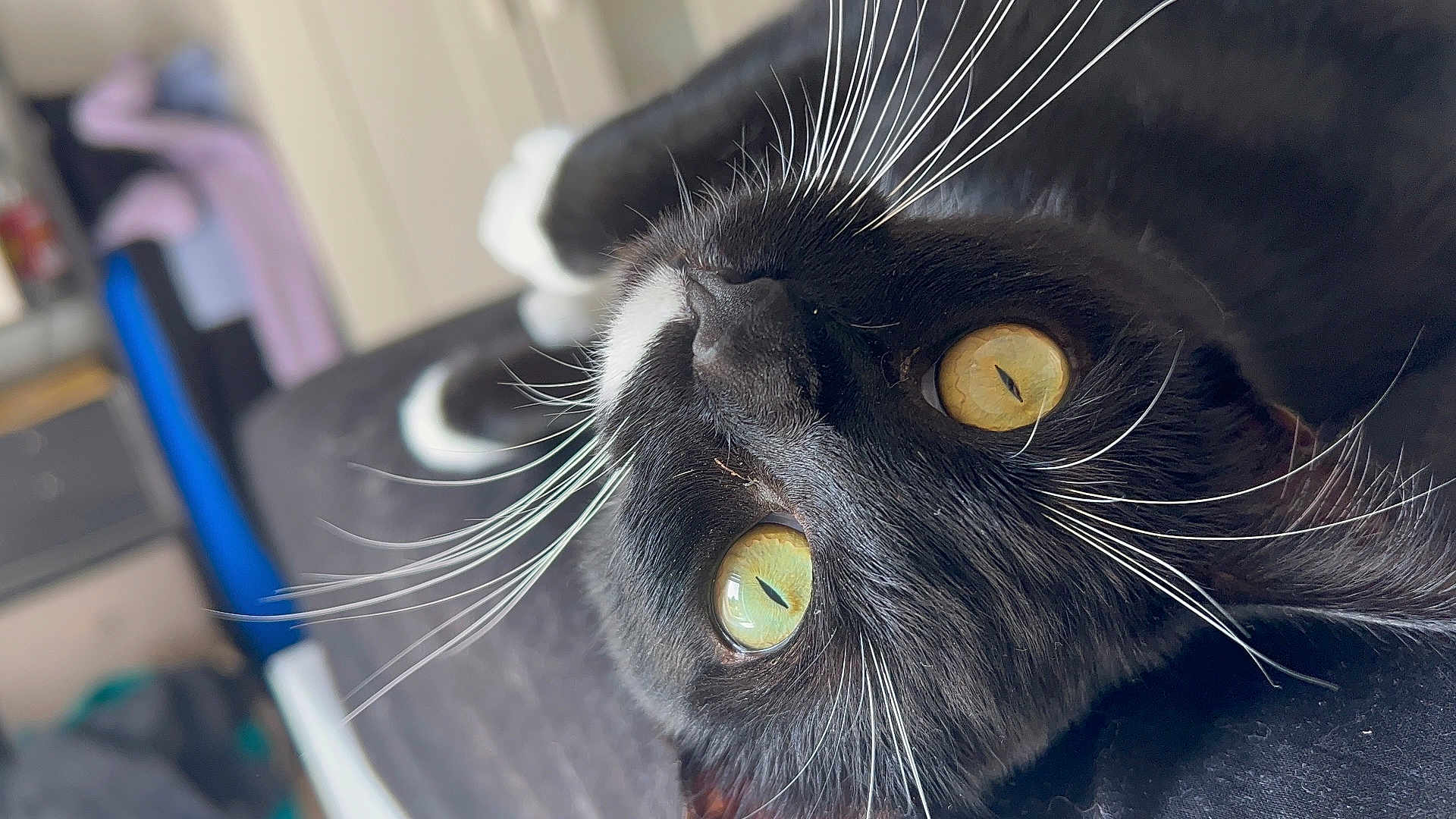 Shadow a rejoint le concours — aidez-le/la à gagner de superbes lots ! cat, black_cat, whiskers, close_up, yellow_eyes, indoor, pet, feline, lying_down, curious, face, fur, animal, portrait, soft_focus, domestic_cat, relaxed, whisker_detail, eye_detail, household