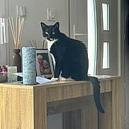 Shadow participe au concours pour gagner de l'argent avec cette photo : animal, black_and_white, cat, children, decor, domestic, door, framed_photo, furniture, glass_panels, household, indoor, looking, natural_light, pet, reed_sticks, sitting, table, vase, wooden_furniture
