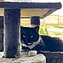 animal, black_and_white_cat, cat, cat_tree, curious, cute, daylight, domestic_cat, feline, fur, home, indoor, paw, pet, relaxed, resting, soft_texture, whiskers, window, yellow_eyes