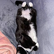 Shadow a rejoint le concours — aidez-le/la à gagner de superbes lots ! cat, black_and_white, lying_down, relaxed, cozy, blanket, fur, pet, indoor, resting, cute, animal, whiskers, soft, pink_blanket, comfortable, sleepy, feline, paw, tail