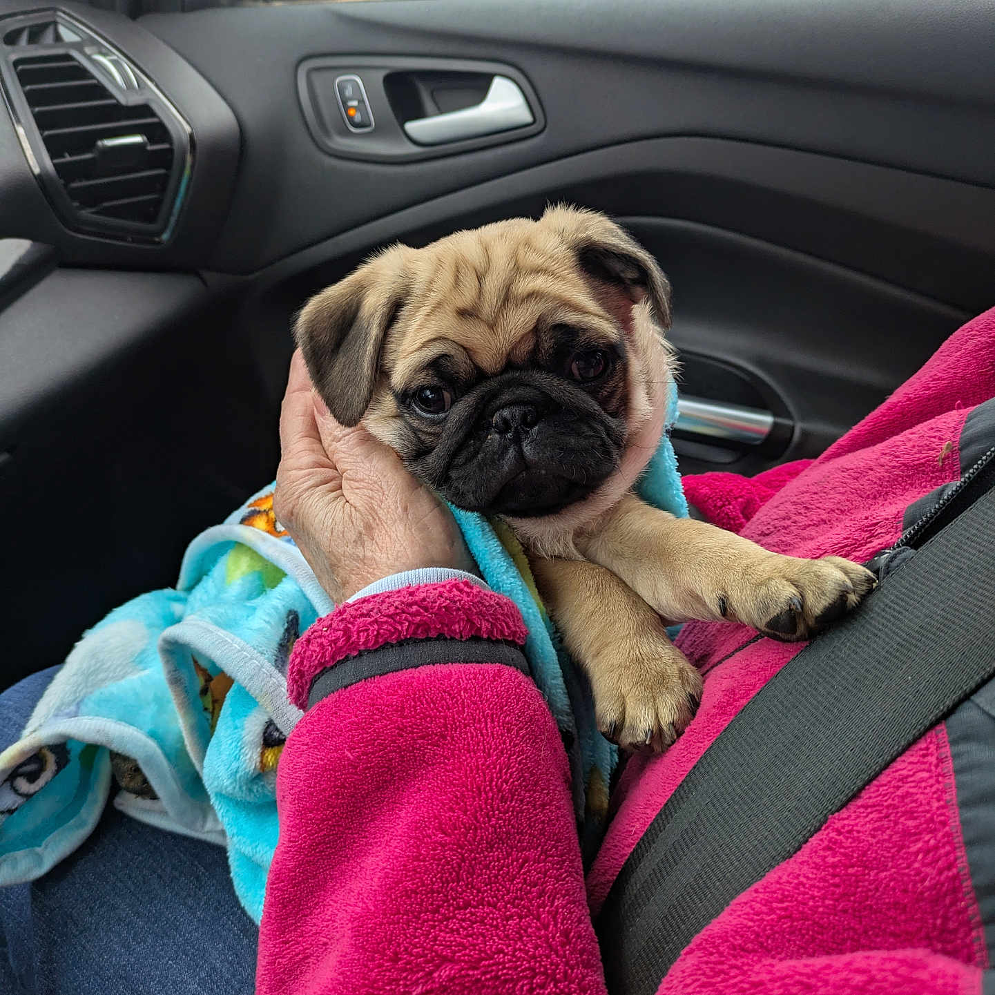 Teddy is registered to the contest to win money with this photo: animal, blanket, blue_blanket, car_interior, cozy, cute, dashboard, dog, hand, indoor, person, pet, pink_fleece, pug, puppy, seat, seatbelt, side_mirror, travel, window
