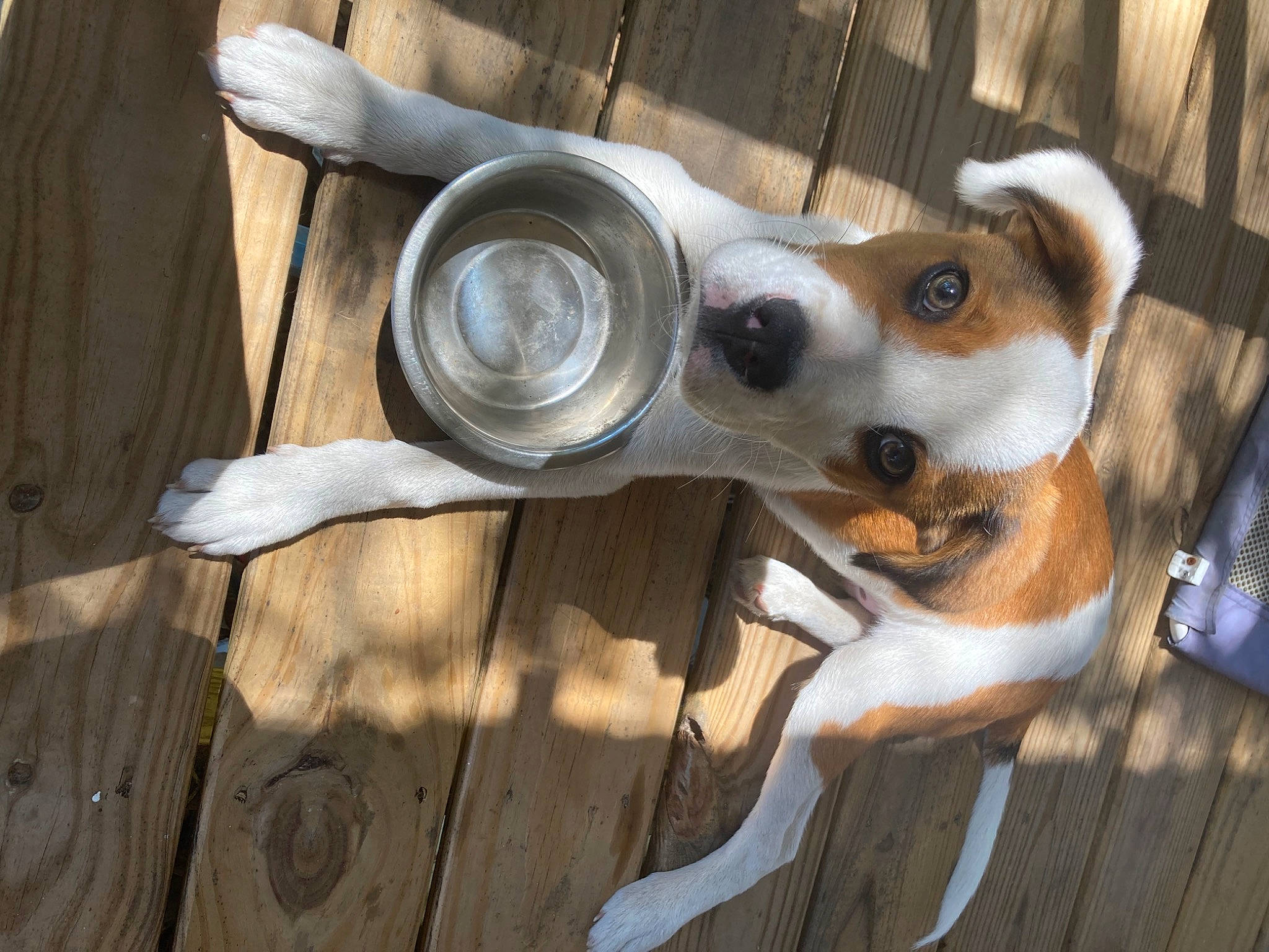 Niko joined the competition — help win amazing prizes! canidae, carnivore, collar, companion_dog, dog, dog_breed, dog_supply, door, eyewear, fawn, fur, hardwood, metal, pet_supply, snout, sporting_group, tail, whiskers, wood, working_animal