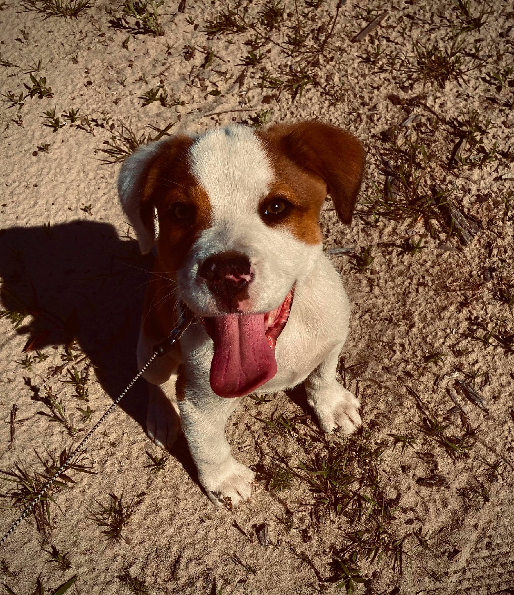 Niko is registered to the contest to win money with this photo: ball, canidae, carnivore, companion_dog, dog, dog_breed, dog_collar, eye, fawn, grass, liver, non_sporting_group, paw, puppy, puppy_love, soil, sporting_group, street_dog, whiskers, working_animal