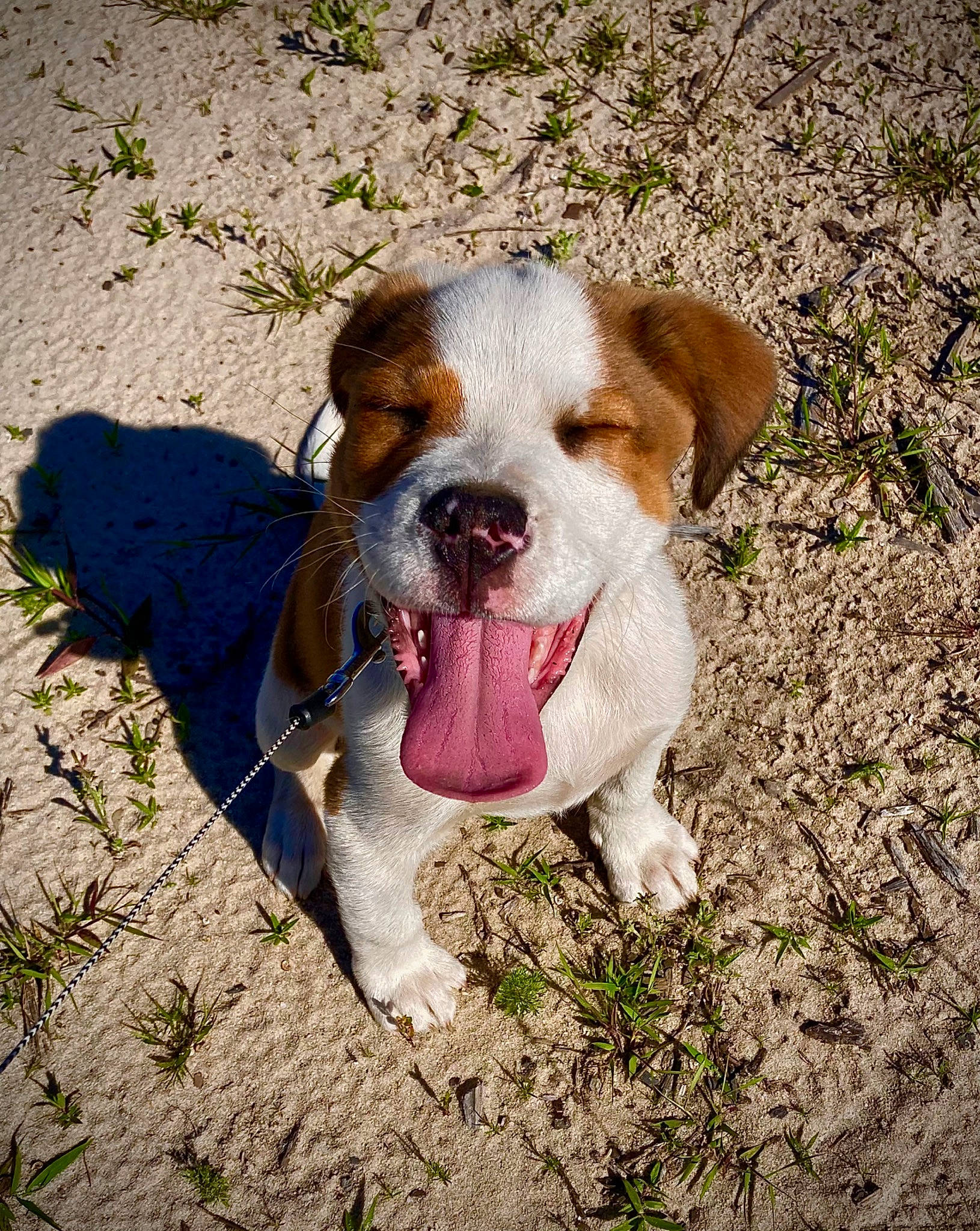 Niko joined the competition — help win amazing prizes! adventure, ball, bulldog, canidae, carnivore, companion_dog, dog, dog_breed, fawn, grass, hunting_dog, liver, non_sporting_group, plant, scent_hound, snout, soil, sporting_group, whiskers, working_animal