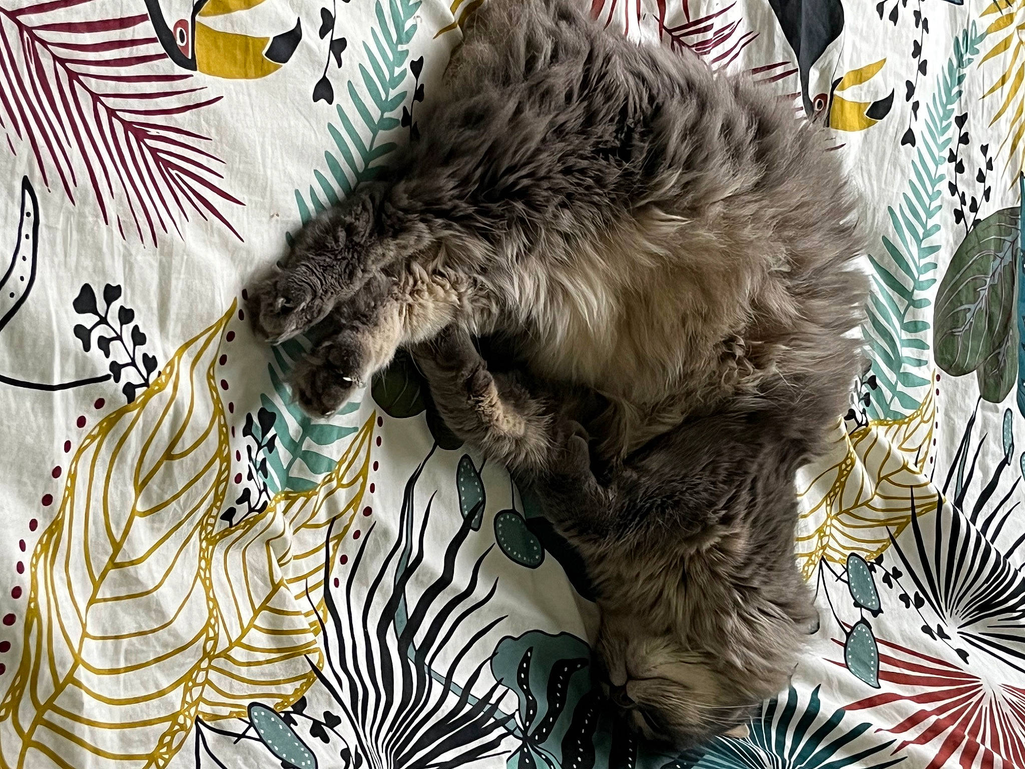 Gribouille participe au concours pour gagner de l'argent avec cette photo : art, canidae, carnivore, cat, dog_breed, feather, felidae, fur, graphics, illustration, linens, painting, pattern, sleeve, small_to_medium_sized_cats, sporting_group, tail, textile, visual_arts, whiskers