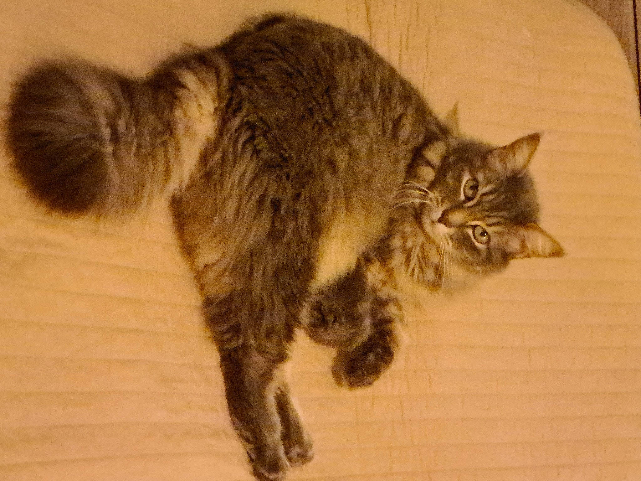 Gribouille a rejoint le concours — aidez-le/la à gagner de superbes lots ! carnivore, cat, claw, domestic_short_haired_cat, felidae, flooring, fur, hardwood, maine_coon, paw, small_to_medium_sized_cats, snout, tail, terrestrial_animal, whiskers, wood