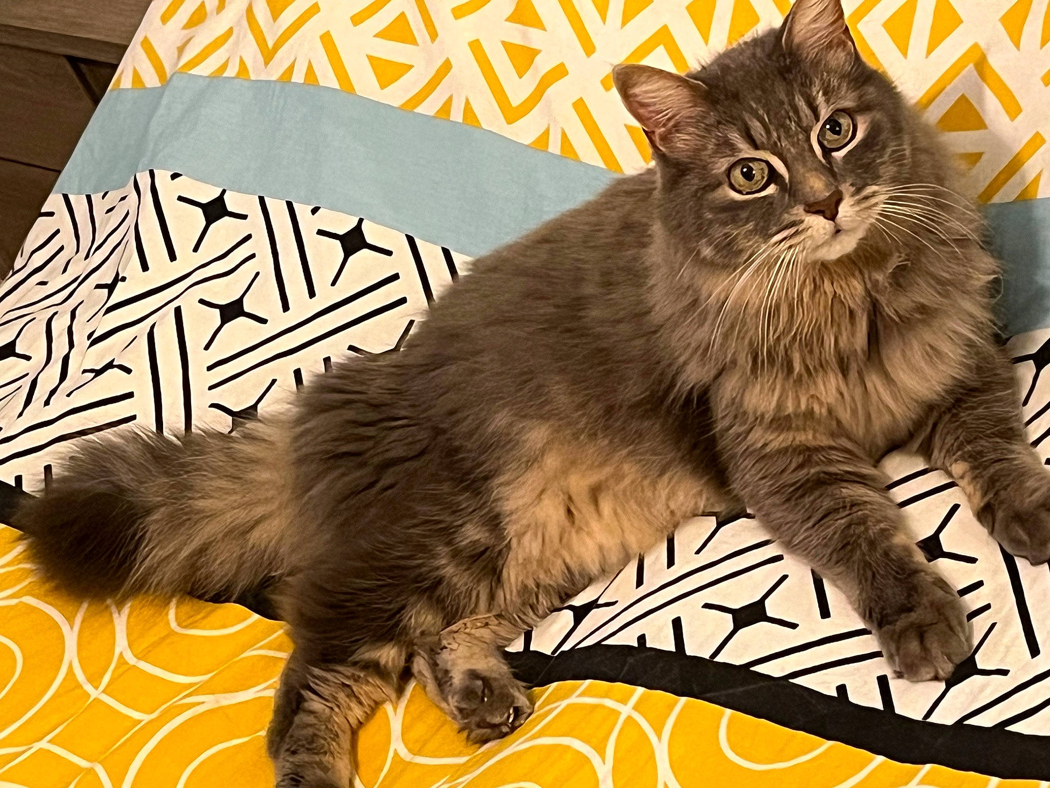 Gribouille a rejoint le concours — aidez-le/la à gagner de superbes lots ! art, carnivore, cat, claw, domestic_short_haired_cat, felidae, flooring, fur, paw, photo_caption, plant, rectangle, sitting, small_to_medium_sized_cats, snout, tail, terrestrial_animal, tree, whiskers, wildlife