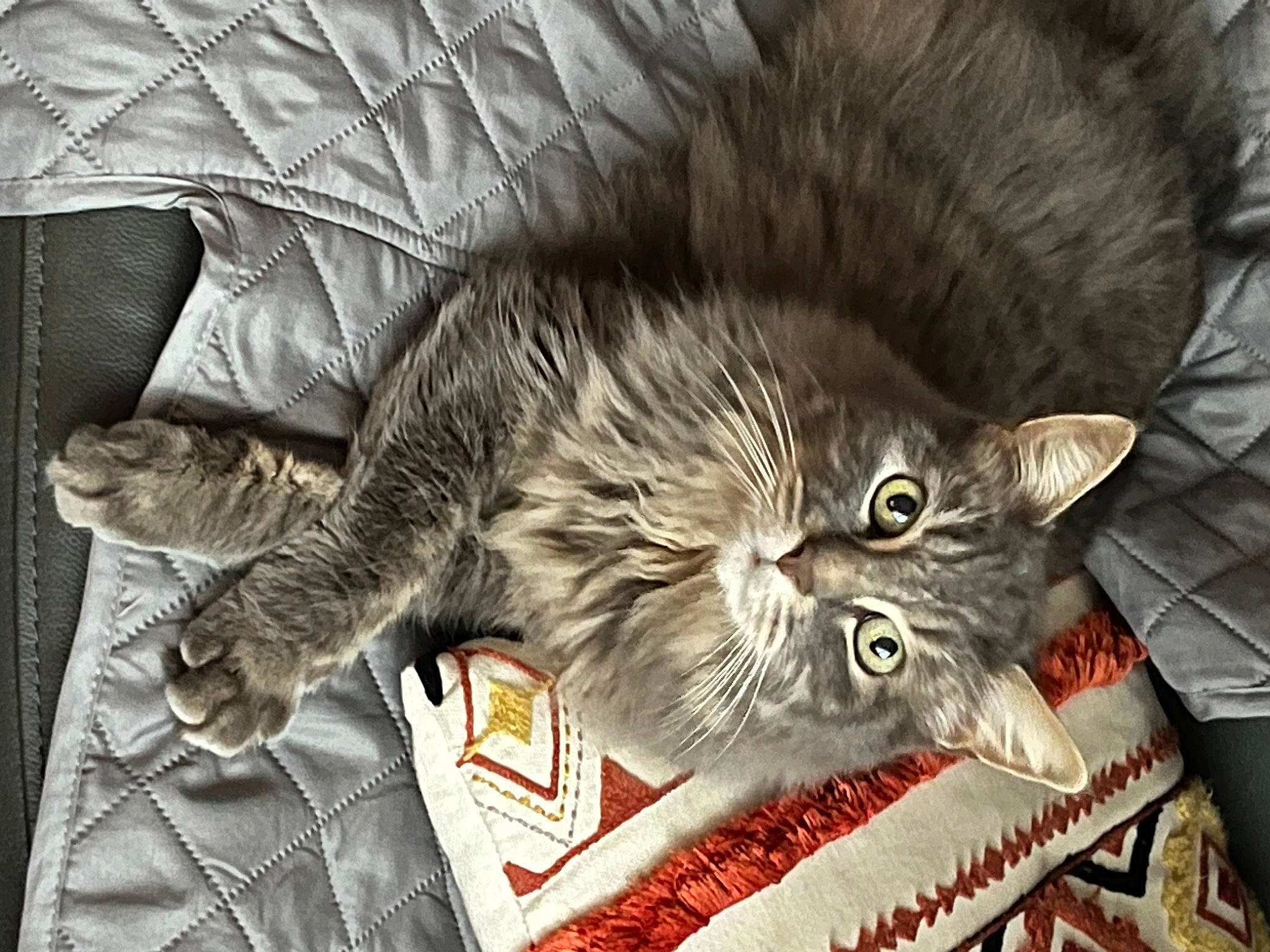 Gribouille participe au concours pour gagner de l'argent avec cette photo : carnivore, cat, claw, comfort, domestic_short_haired_cat, felidae, fur, grey, paw, small_to_medium_sized_cats, tail, terrestrial_animal, whiskers