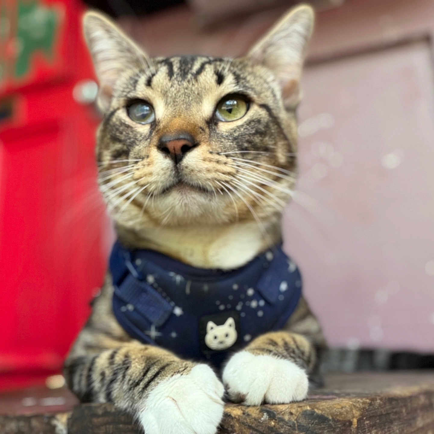 Pepe is registered to the contest to win money with this photo: cat, tabby, pet, animal, feline, paws, harness, wood, table, red_door, blurred_background, close_up, domestic, whiskers, ears, resting, cute, indoor, portrait, focus